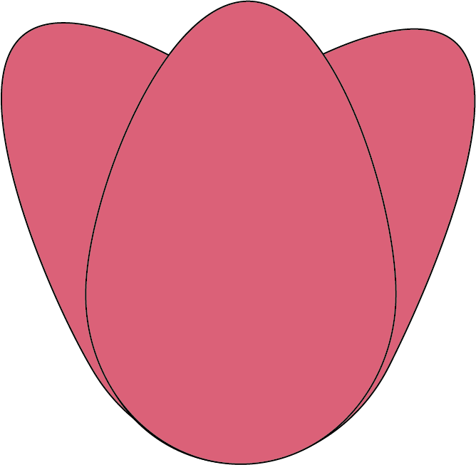 Tulip illustration